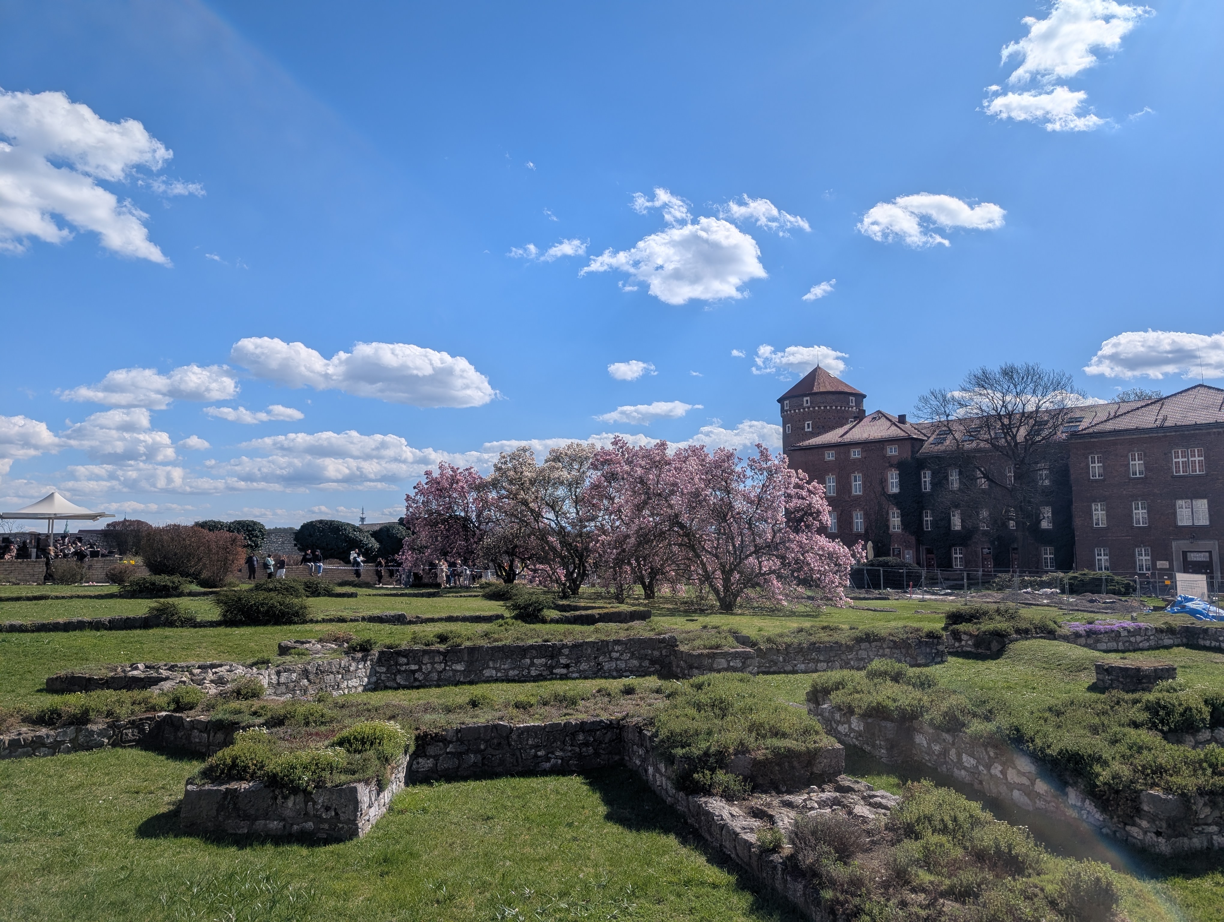 満開の桜（マグノリア）