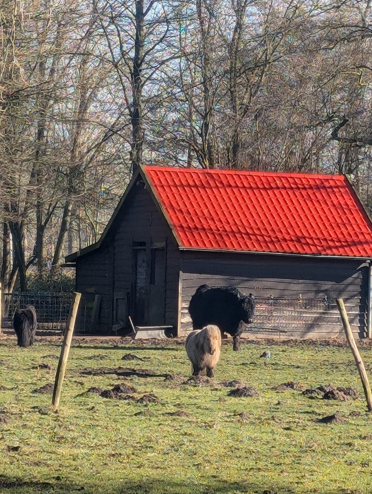 いつもの動物園コース、2回目